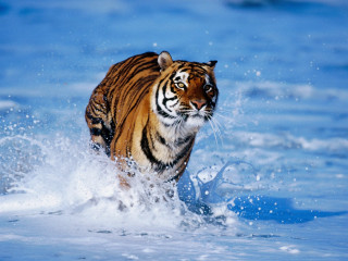Tiger water splash wildlife photorealistic - its face and body free wallpaper