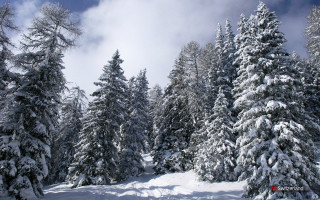 Snowy landscape trees blue sky 2 - a snowy landscape free wallpaper for desktop