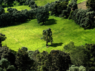 Green field trees cows grazing 5 - the field free wallpaper