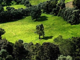 Green field trees cows grazing 7 - the field free wallpaper