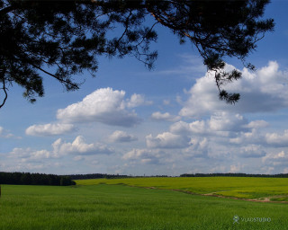 Field tree sky clouds dirt - the field free wallpaper