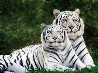 Two white tigers laying grass 3 - the camera and the other free wallpaper for desktop