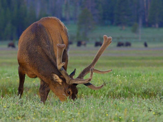 Elk grazing field grass antlers - antler free wallpaper for desktop