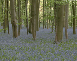Forest blue flowers grass trees 2 - the foreground and trees free wallpaper