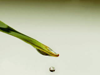 Water drop green plant stem 2 - a green plant stem free wallpaper