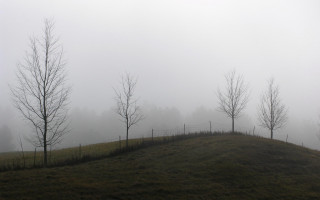Grassy hill trees fog background 3 - a grassy hill free wallpaper