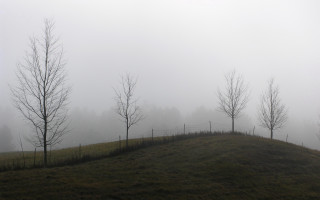 Grassy hill trees fog background 2 - a grassy hill free wallpaper