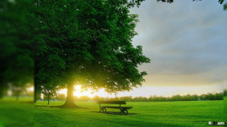 Park bench tree sunset grass - the sun setting behind free wallpaper