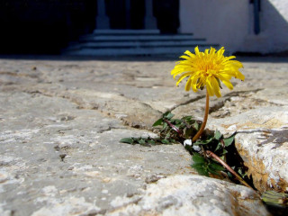 Yellow flower crack rock wall - a door free wallpaper