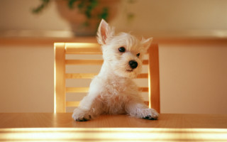 Small white dog wooden chair 2 - a wooden chair free wallpaper