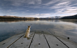 Dog dock lake mountains cloudy 3 - over a lake free wallpaper
