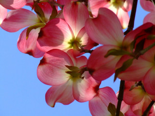 Pink flowers blooming tree branch - brenda chamberlain free wallpaper for desktop