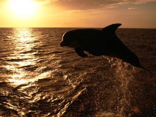 Dolphin jumping water sunset sunrise 3 - a dolphin free wallpaper