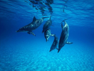 Dolphins swimming ocean sunlight person 2 - sunlight free wallpaper