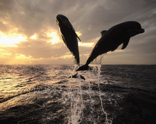 Dolphins jumping water sunset sunrise 9 - two dolphin free wallpaper