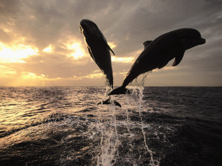 Dolphins jumping water sunset sunrise 10 - the sun setting behind them free wallpaper