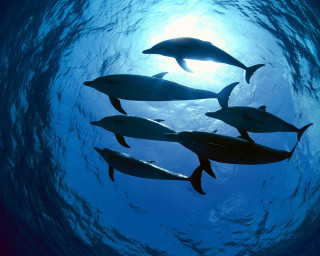 Dolphins swimming ocean together sunlight - douglas robertson bisset free wallpaper
