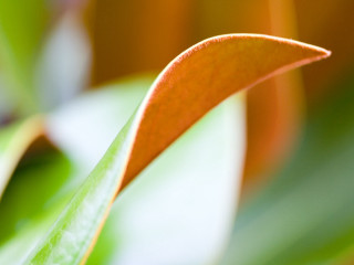 Green leaf closeup blurry background 4 - focus free wallpaper