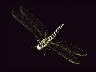 Dragonfly black background white dragonfly - a dragonfly free wallpaper