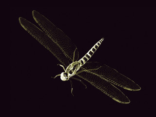 Dragonfly black background white dragonfly 2 - a dragonfly free wallpaper