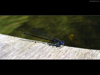 Blue dragonfly wooden plank water 2 - a blue dragonfly free wallpaper