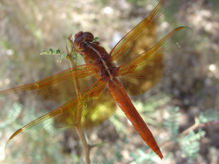 Dragonfly plant sunlight forest macro - a dragonfly free wallpaper