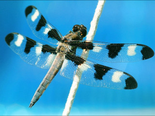 Dragonfly white stick black spots - black spot free wallpaper