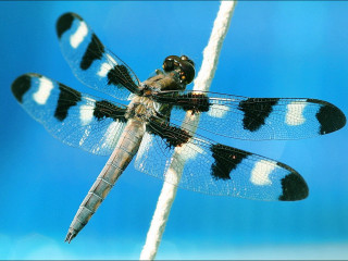 Dragonfly white stick black spots 4 - black spot free wallpaper