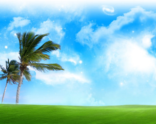 Palm tree grassy field blue 2 - a half moon free wallpaper