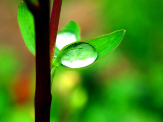 Green leaf water drop macro - free nature wallpaper