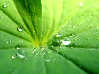 Green leaf water droplets foreground 2 - free nature wallpaper