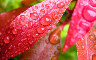 Red leaf water droplets macro 5 - a red leaf free wallpaper for desktop