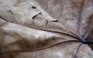 Close up leaf thin stem 2 - end free wallpaper for desktop