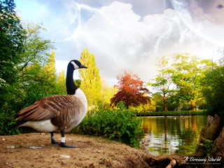 Goose rock pond trees lightning 4 - a lightning free wallpaper