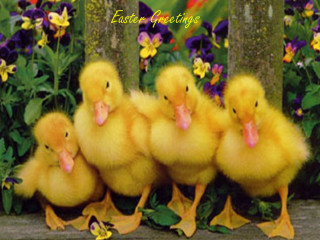 Ducks bench garden flowers quote - beatrix potter free wallpaper for desktop