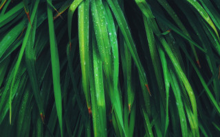 Close up green plant water 6 - david diao free wallpaper
