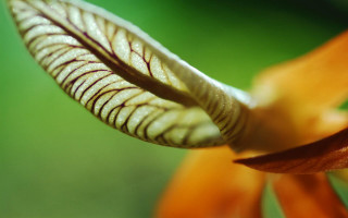 Flower closeup blurry background macro 2 - arthur quartley free wallpaper