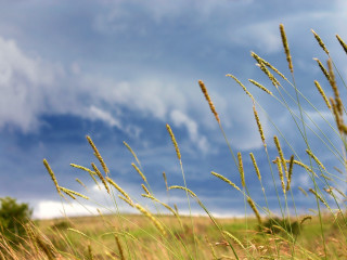 Tall grass blue sky clouds 6 - stormy weather free wallpaper