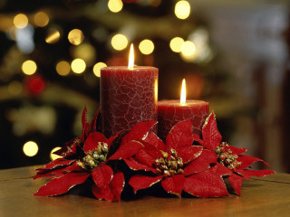 Candle poinsettia table christmas tree 4 - a candle free wallpaper