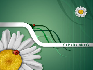 White flower ladybug green background - a white flower free wallpaper