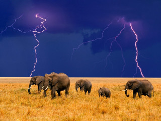 Elephants herd dry grass field - dramatic lightning free wallpaper