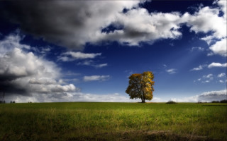 Lone tree field cloudy sky 11 - white cloud free wallpaper for desktop