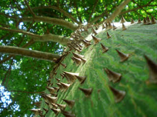 Large green leaf spikes trees - sharp free wallpaper