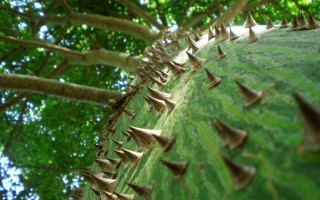 Spiky tree leaves ground nature 2 - sharp high detail free wallpaper