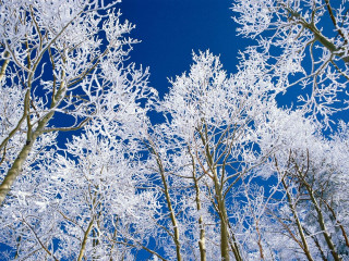 Snowy trees blue sky autumn - a few branch free wallpaper