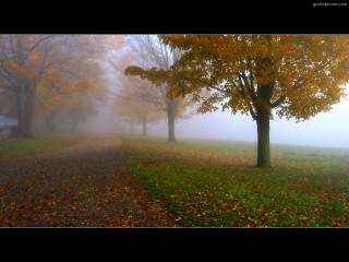 Foggy road fall trees leaves 3 - a bench in the foreground free wallpaper