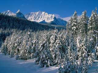 Snowy mountain forest trees blue 2 - carl hoppe free wallpaper