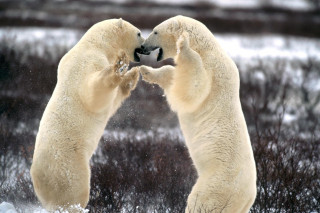 Polar bears playing in snow - their nose free wallpaper