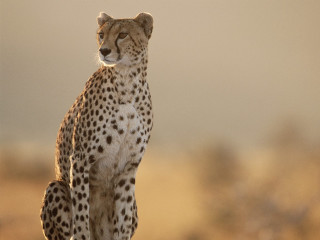 Cheetah standing rock desert looking - the camera len free wallpaper