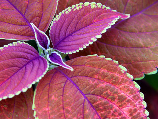 Purple green plant closeup leaves 2 - stem free wallpaper for desktop